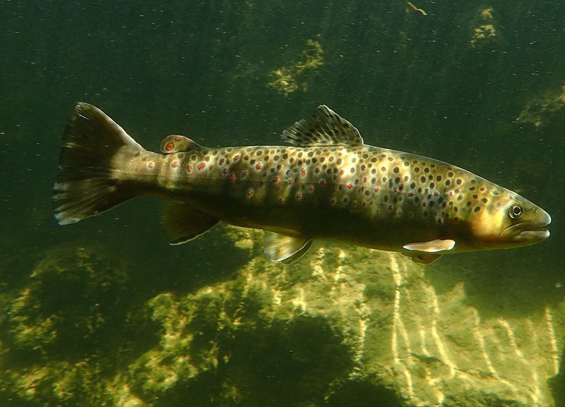 Salmo trutta fario